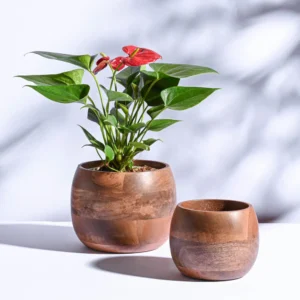 Orbit Wooden Planter - Set of 2